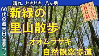 新緑の里山散歩　～オオムラサキ自然観察歩道～　　　　～八ヶ岳南麓～週末田舎暮らし～新緑～散歩～