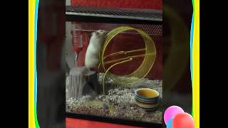 Cute syrian hamster: Look at how she plays wheel