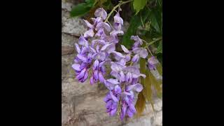 Beautiful Wisteria 🌿 #Shorts #Wisteria