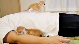 飼い主が寝ていると赤ちゃん子猫はこうなる。【保護猫】