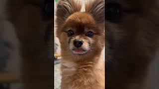 【shorts】撫で撫でしてほしい犬〜 I want you to stroke #shorts #pomeranian #dog