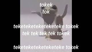 tokek nari dj tokek