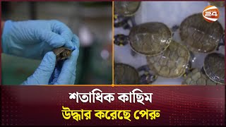 বিভিন্ন প্রজাতির দেড় শতাধিক নদীর কাছিম উদ্ধার করেছে পেরু | Turtle | Peru | Channel 24