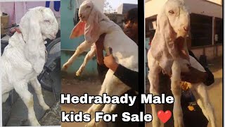 Hyderabady Male kids For Sale/99244 25786    #hydrabadigoat #goat #farming #bakramandiupdate