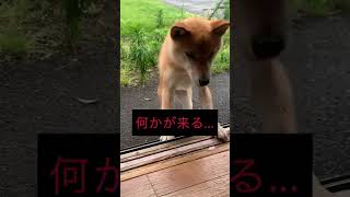 何かが来る…😱 衝撃注意😂 柴犬コロ🐕 #shorts #柴犬 #衝撃 #かわいい #癒し #日常 #ペット #犬 #びっくり