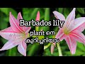 Barbados Lily Plant Care | April Lily | Best Summer Flower | AV Vlogs