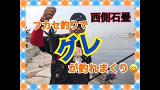 グレヒット！西側石畳で好調です♪ fishingmax芦屋店