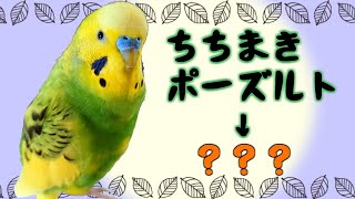 どうしてそうなった？セキセイインコのおしゃべりの変化