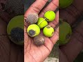 எங்க ஊர் பின்னக்கா விதை புன்னை மரம் laurel tree laurel seed