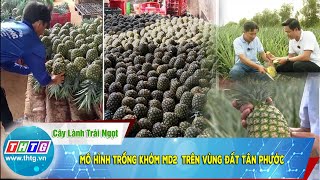 Mô hình trồng khóm MD2  trên vùng đất Tân Phước