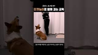 줄 당겨서 힘든 강아지 교육 #shorts