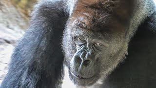 モモコ検査で不在日ゴリラ一家の緊張感｜上野動物園｜S1E044