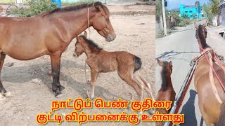 Native mare for sale in sangam / நாட்டு பெண் மற்றும் குட்டி குதிரை விற்பனைக்கு உள்ளது சங்கம்