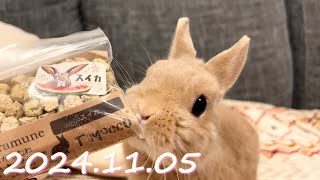 【今日は声ありのLong ver.♪】毎日の30秒ひなちゃん特別編🐰✨【2024.11.05のひな】[うさぎ]