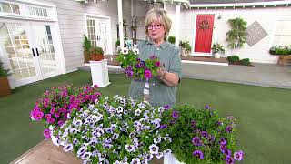 Ultimate Innovations 3- Piece Mini Petunias Live Plants on QVC