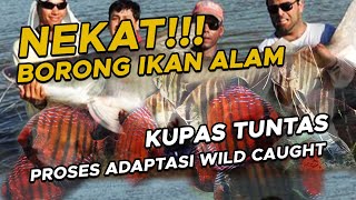 MITOS ATAU FAKTA!!! PROSES ADAPTASI IKAN TANGKAPAN ALAM SANGAT SULIT