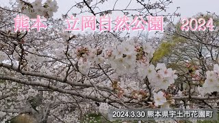 熊本　立岡自然公園　桜　2024.3.30