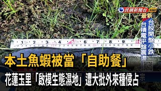 抓不完！ 花蓮生態濕地 遭泰國鱧等外來種侵占－民視台語新聞