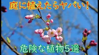 【衝撃】庭に植えたらヤバい！危険な植物５選