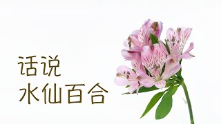 【大叔说花】鲜切花选购及保养12丨水仙百合、六出花鲜切花