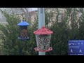 orlando florida bird cam wd 02 11 2025