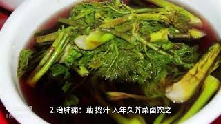 民间草药（鱼腥草）知识科普