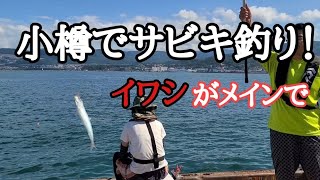 小樽でちょいイワシ釣り！