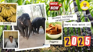 ಲಕ್ಷ್ಮಿ ಆನೆಯ Birthday ನೋಡಿದ್ದೀರಾ ⚡ : Dharmasthala Elephant Birthday Celebrations 2025