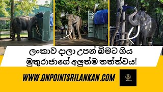 ලංකාව දාලා උපන් බිමට ගිය මුතුරාජාගේ අලුත්ම තත්ත්වය!