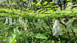 Trồng khổ qua sạch tại nhà[Grow clean bitter melon at home]vang garden