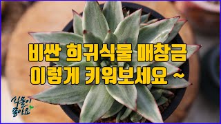 비싼 희귀식물 다육이 매혹의창 금 키우는 법(succulent, succulent plant)