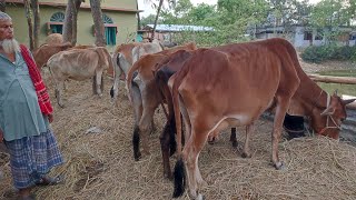 আজ ৯ জুন ২৩ | পল্লী অঞ্চল থেকে সবচেয়ে শুকনো হাড্ডিসার গরুর দাম | দিনাজপুর