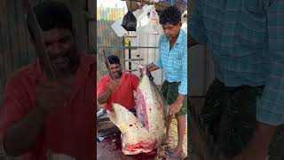 😳பாறை மீன் முட்டை🥚 பாத்துருக்கீங்களா😳 #shorts #kasimedu #fish #trending #viral #ride4taste