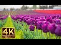 The Best Documentary Ever - 4K Tulip Flowers 2 Hours Relaxation Video | Skagit Valley Tulip Festival