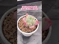 むちむち好きさんにおすすめ！クルーイ！ succulent 多肉植物 園芸 shortsvideo ガーデニング succulents 多肉生産者 shortvideo