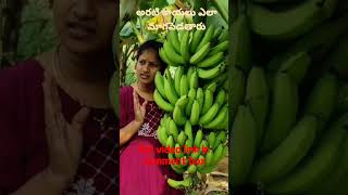 అరటి కాయలు ఎలా మాగపెడతారు #banana #youtubeshorts #youtube