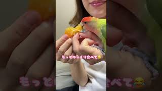 『みかんしか勝たん』🍊らしい抹茶さん‪🦜     ‬ #コザクラインコ #インコ #ペット #インコのいる暮らし #小桜インコ #犬 #おすすめ #抹茶 #推し #みかん#shorts