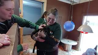 The Birth of Ohenry The Sanclemente Island goat. An endangered heritage breed