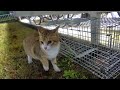 なつめちゃん捕獲器での保護時の映像（最後扉がガシャンとなって猫がパニックになるのが見られない人はご視聴を避けてください）