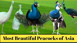 Most Beautiful Peacocks of Asia | World of cute animals