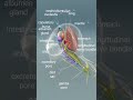 snail 🐌 shell anatomy structure labelledstructure