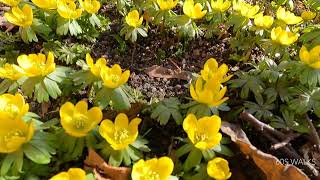 Eranthis Hyemalis, The Earliest Spring Flower Blooming In Stockholm #Vintergäck