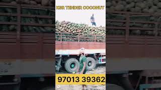 KSR TENDER COCONUT|Pollachi|9701339362 🌴🌴🌴 #coconut#nariyalpani#tamilnadu#todayprice#rates#wholesale