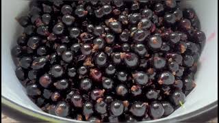 Black currant jam with special jam sugar. Best recipe! #cookingchannel #recommended #lifestyle #easy