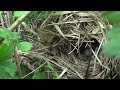 new chiffchaff nest and eggs