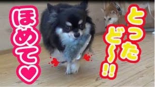 癒しのワンコ達♪　動物おもちゃで遊ぶ！