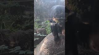 ខ្លាឃ្មំុ ភ្នំតាម៉ៅ 15/11/2024#reels #zoo #travel #funnyshorts