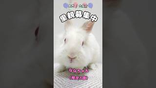 【里親募集中】 保護うさぎ ななちゃん | for  the RABBIT #里親募集中 #うさぎ #保護うさぎ #fortheRABBIT