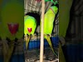 kaun aaya hai hamare ghar mein kaun aaya hai cute mitthu😘💘❤🦜 parrot talkingparrot