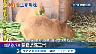 給地方媽媽一點喘息空間! 北市動物園驚傳\